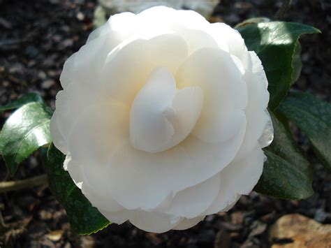 camellia gabrielle Chanel